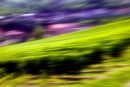 Vineyard