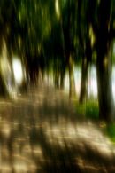 Tree-lined promenade