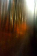 Winter Woodscape