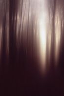 Winter woodscape #4