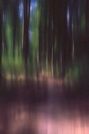 Woodscape #17