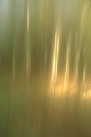 woodscape #48