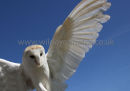 Barn Owl In Flight