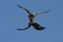 Red Kites Tumbling