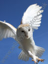 Barn Owl Landing