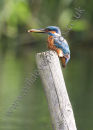 Kingfisher Hunting