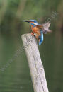 Kingfisher Landing