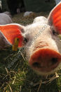 Piglet