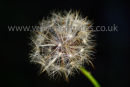 Dandelion Clock
