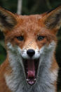 Foxy Yawn