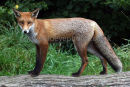 Fox on a Log