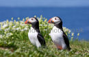Pair Of Puffins