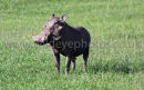 Warthog