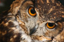 Long Eared Owl