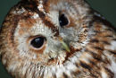 Tawny Owl