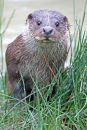 Otter Peering