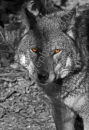 Wolf Eyes