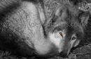 Sleeping Wolf
