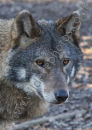 Grey Wolf