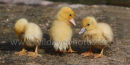 Duckling Trio