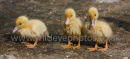 Ducklings Day Out