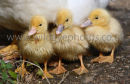 Ducklings