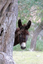 Donkey