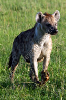 Hyena