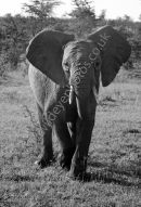 Young Elephant Male