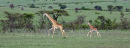 Giraffes