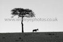 Topi Silhouette