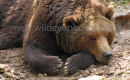 Sleeping Bear