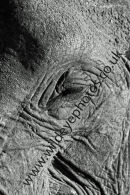 Elephant Face