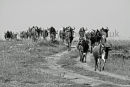 Migration