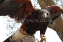 Harris Hawk