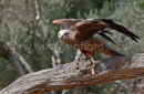 Black Kite Take Off