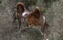 Black Kite