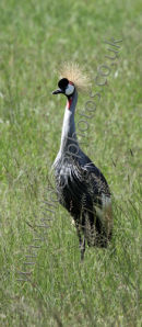 Crested Crane