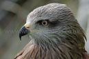 Black Kite Portrait