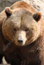 Bear Portrait