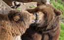 Kissing Bears