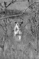 Lioness