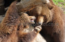 Playing Bears