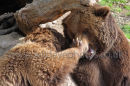 Bears Play Time