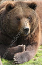 Brwon Bear