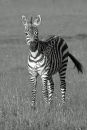 Young Zebra