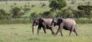 Elephants Strolling