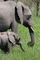 Elephant Mother & Baby