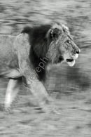 Lion Strolling