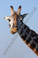 Giraffe Looks